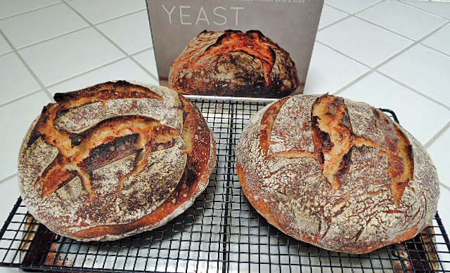 White Flour Warm Spot Levain From Fwsy The Fresh Loaf